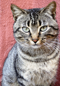 Regard myst&eacute;rieux d'un chat tigr&eacute;